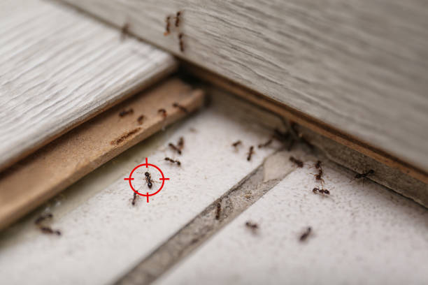 Professional Pest Control in Adamsville, TN