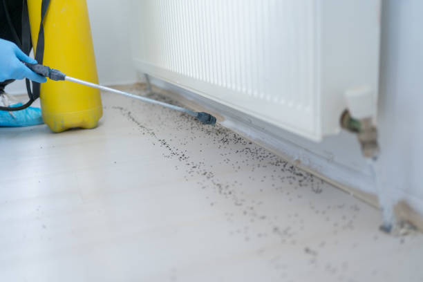 Best Rat Extermination Near Me  in Adamsville, TN